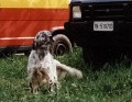 Setter Anglais PEO DI CROCEDOMINI Setter Anglais PEO DI CROCEDOMINI